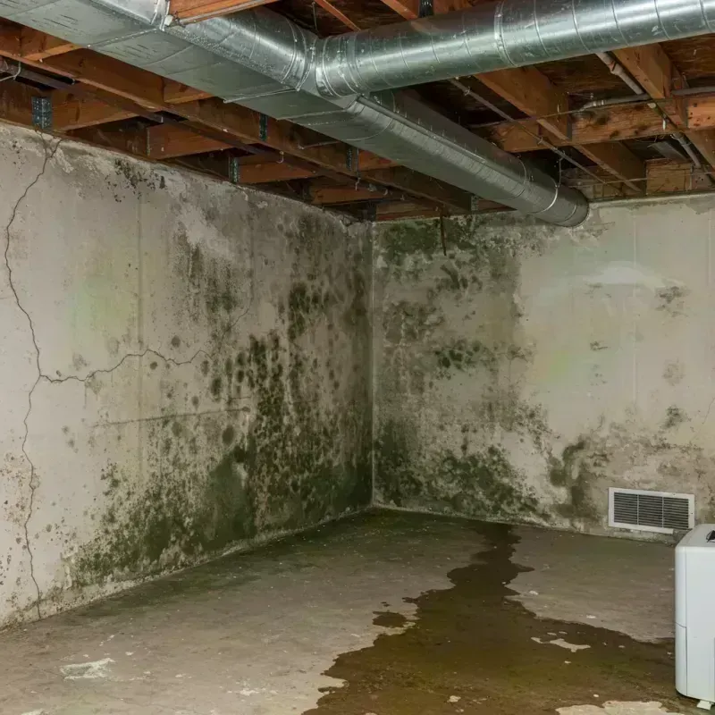 Professional Mold Removal in Lincoln County, MT